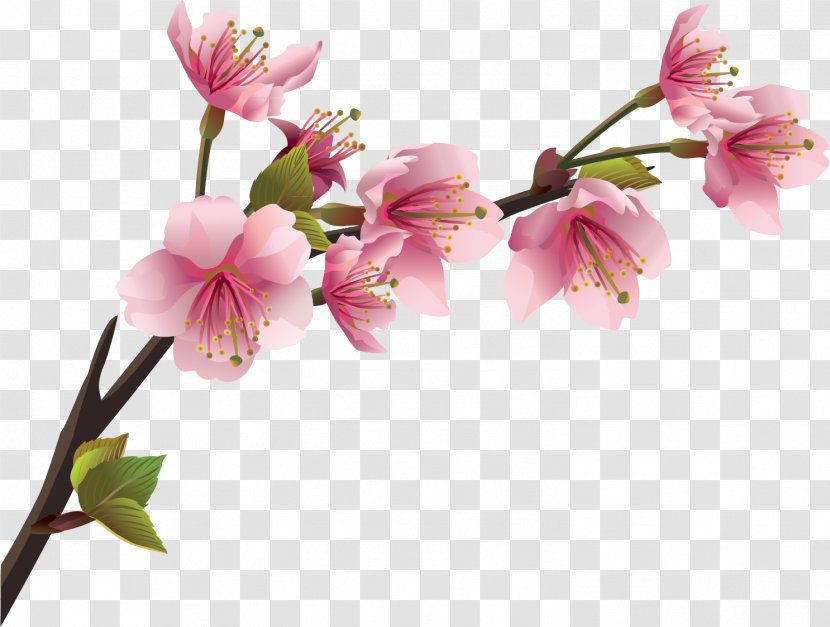 Cherry Blossom Branch Wall Decal - Spring Transparent PNG
