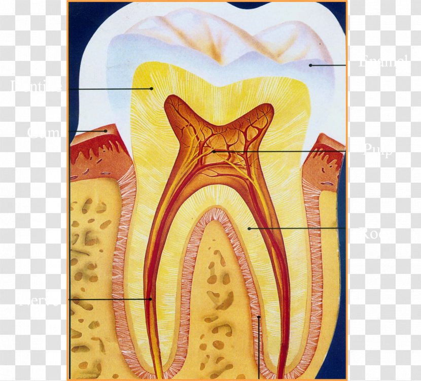 Human Tooth Endodontic Therapy Photography - Flower - Dentist Cartoon Transparent PNG