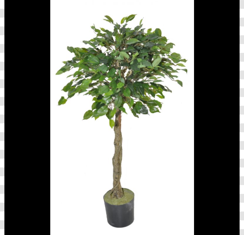 Tree Topiary Olive Albizia Julibrissin Ornamental Plant - Olea Oleaster - Thicket Ficus Transparent PNG