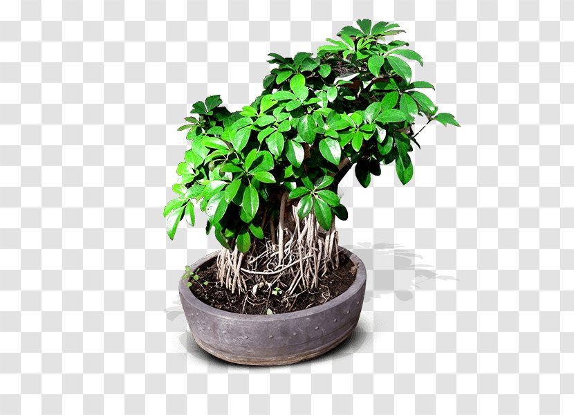Chinese Sweet Plum Bonsai Flowerpot Ornamental Plant Tree Transparent PNG