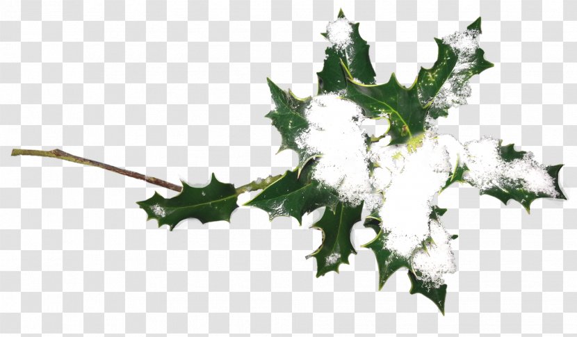 Ilex Crenata Plant Christmas Holiday Holly - Twig - HOLLY Transparent PNG