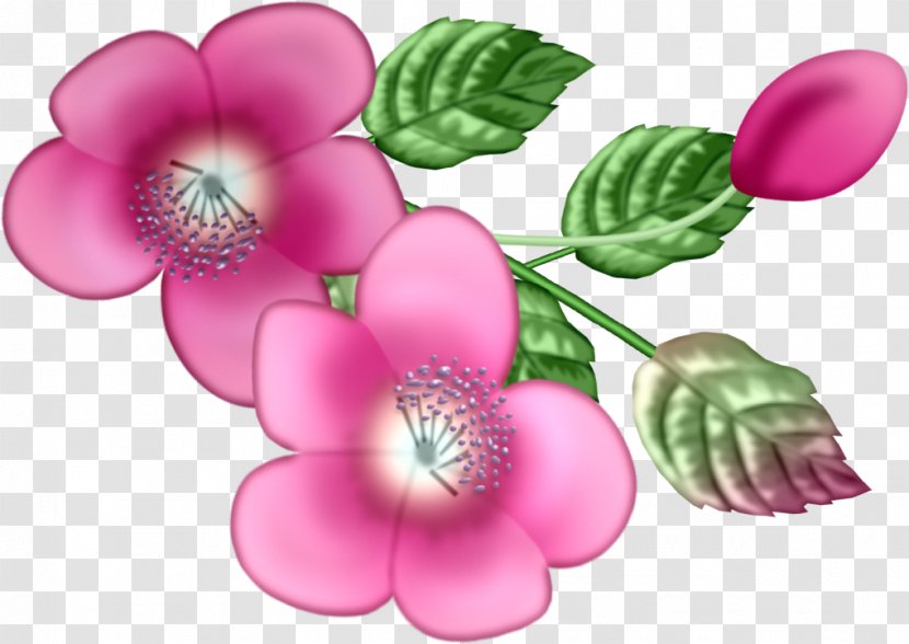 Pink M RTV Flowering Plant - Fleur Transparent PNG
