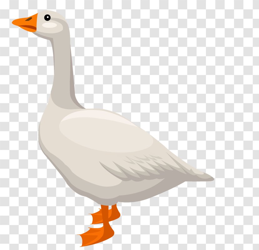 Duck Domestic Goose Cygnini - Vector White Big Transparent PNG