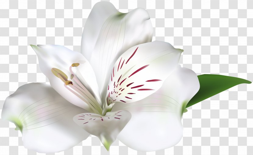 Lily Of The Incas Lilium Cut Flowers Floristry - Flower Transparent PNG