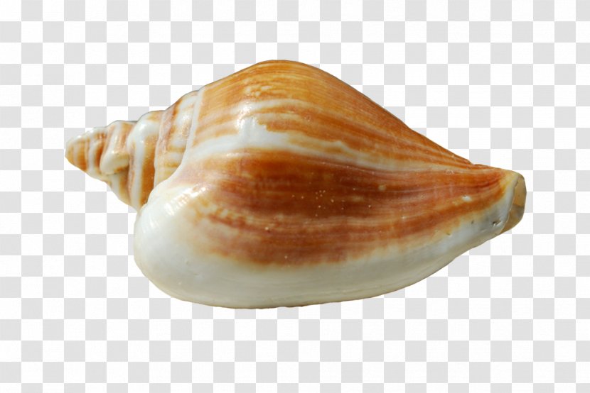 Conchology Shankha Seashell Sea Snail - Clams Oysters Mussels And Scallops - Conch Transparent PNG