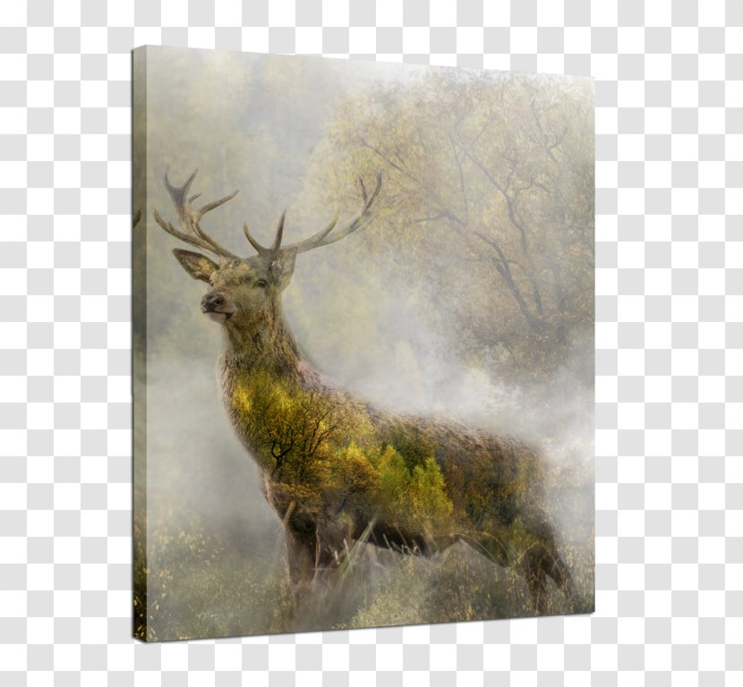 Elk Canvas Print Deer Art - Komplettno Transparent PNG