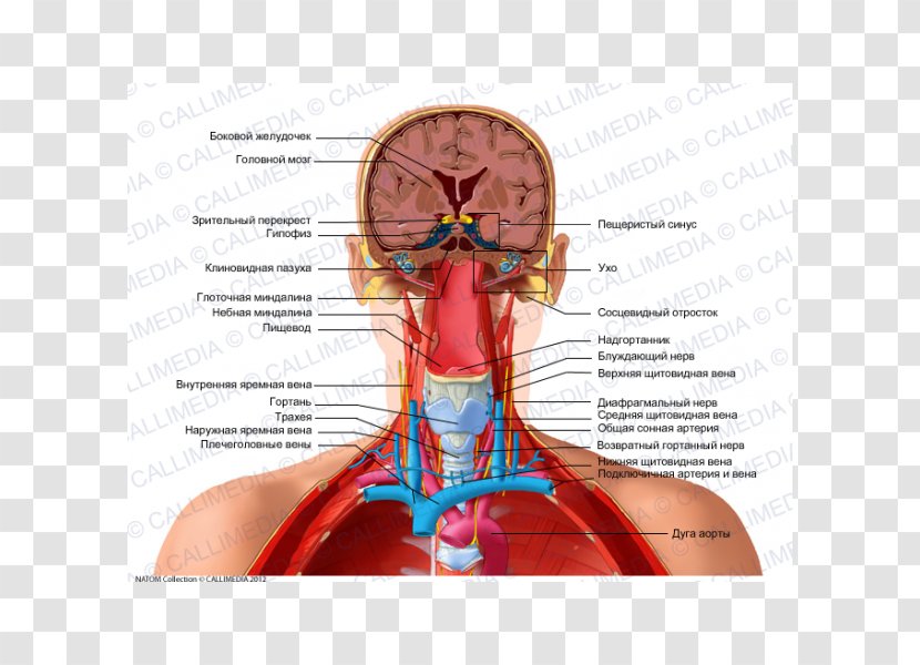 Human Anatomy Head Neck Body - Tree - Vague Transparent PNG