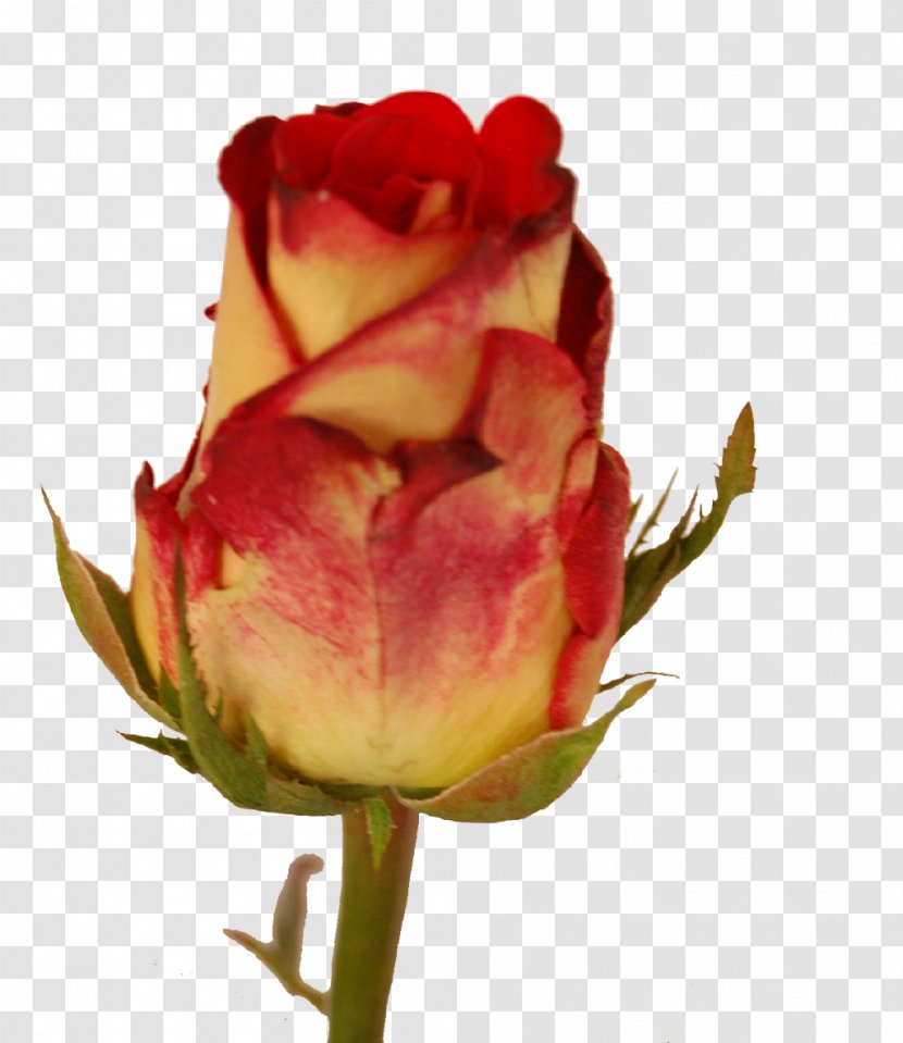 Garden Roses Cabbage Rose Floribunda Cut Flowers Petal - Plant Stem - PIGION Transparent PNG