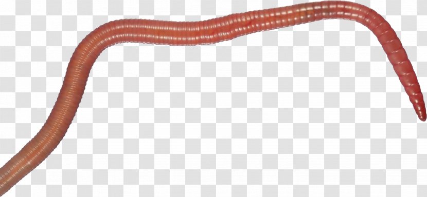 Reptile - Animal Figure - Worms Transparent PNG