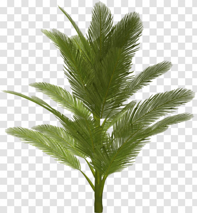 Arecaceae Tree - Photography - Palm Transparent PNG