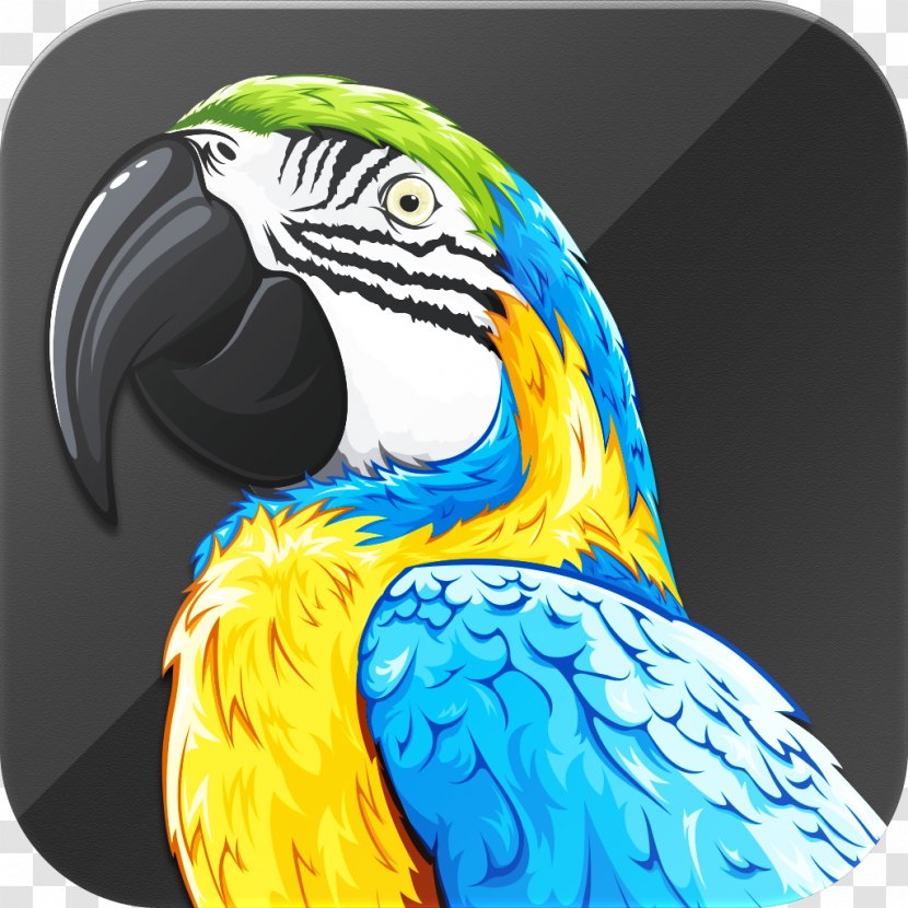 Macaw Parrot Talking Bird Beak - Pirate Transparent PNG