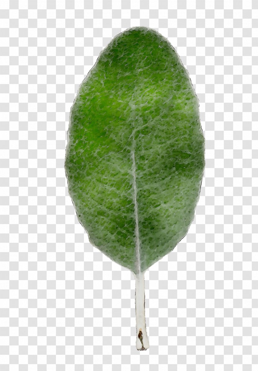 Leaf - Plant - Green Transparent PNG