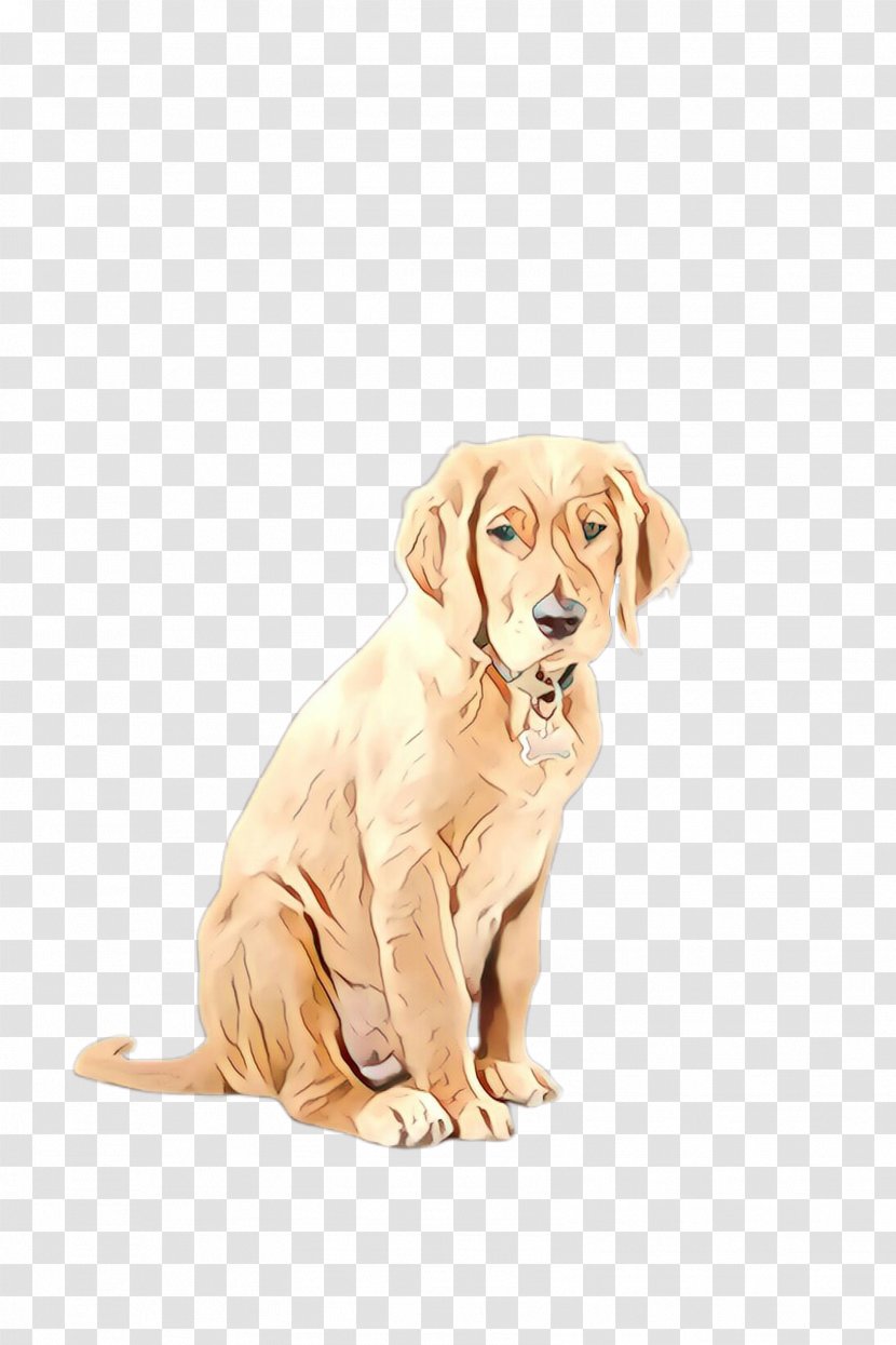 Dog Breed Labrador Retriever Golden - Puppy Transparent PNG