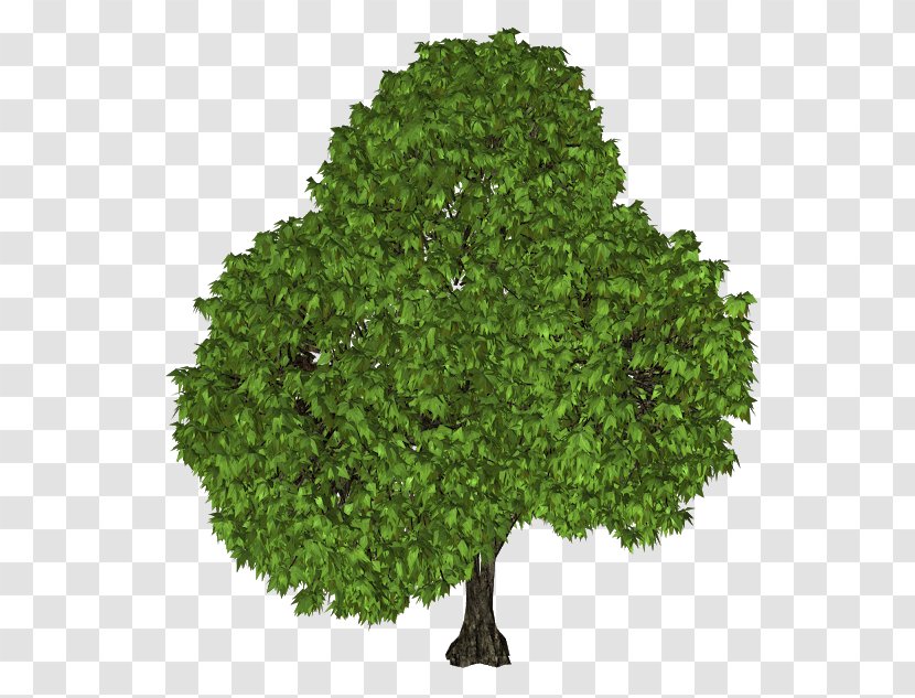 Tree Oak Clip Art - Plant Transparent PNG