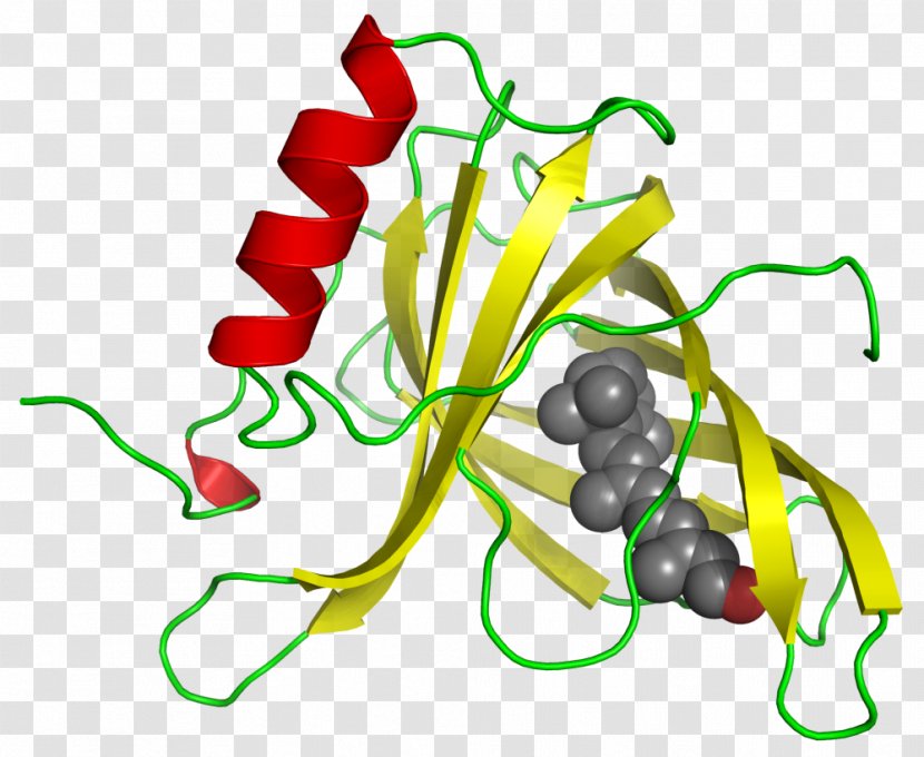 Retinol Binding Protein 4 Retinol-binding - Tree - Gastrointestinal Transparent PNG