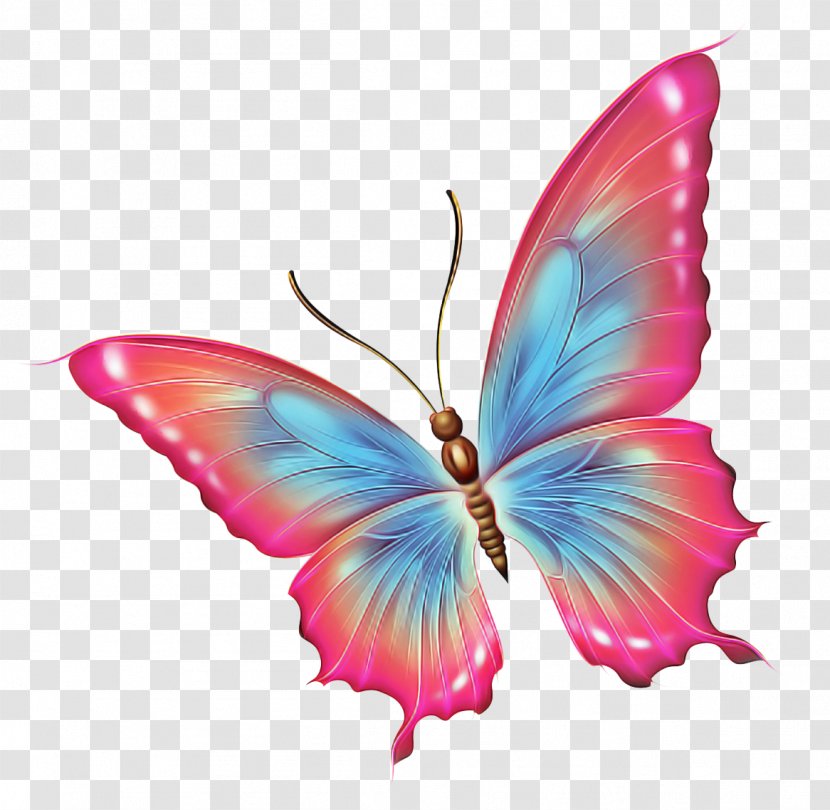 Butterfly Insect Moths And Butterflies Pink Wing - Lycaenid Pollinator Transparent PNG