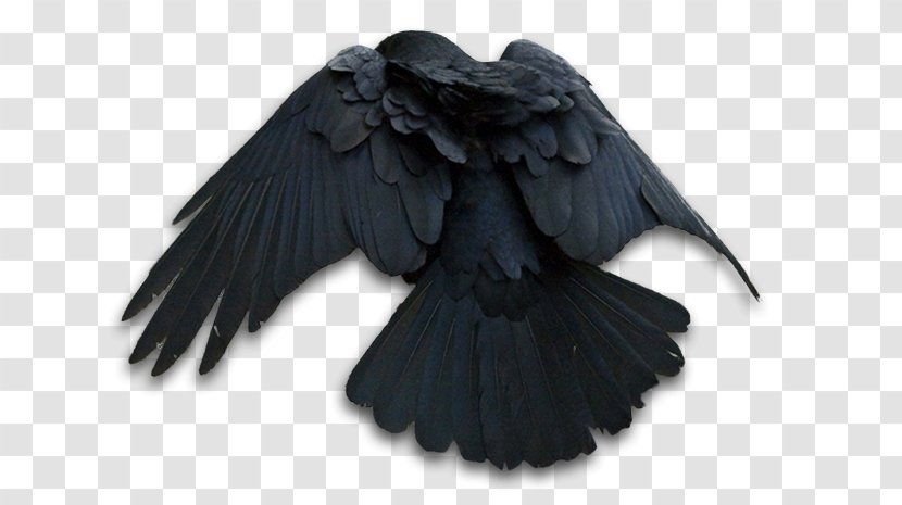 American Crow The Raven Common - Cliff Transparent PNG