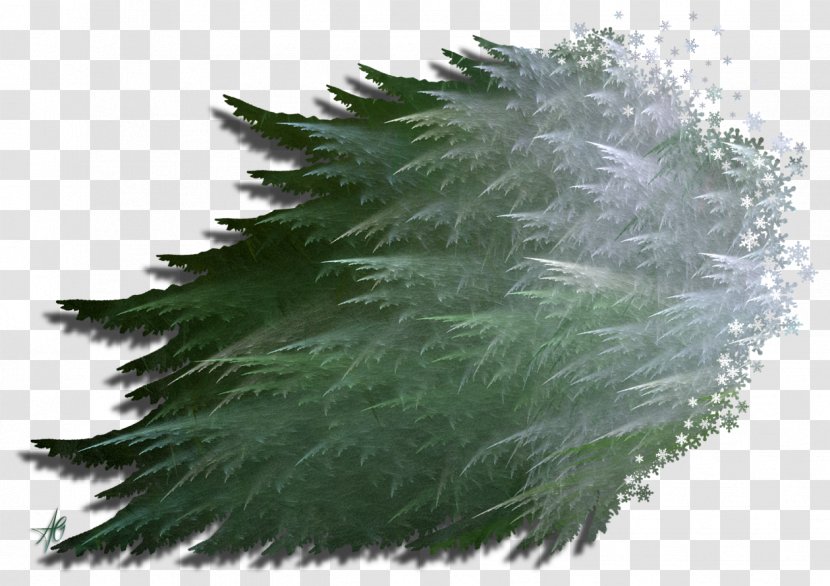 Evergreen Grasses Pine Leaf Family - Tree Transparent PNG