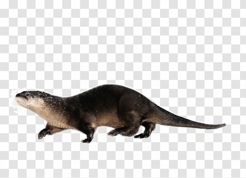 Otter Lizard Reptile - Eurasian - Pictures Transparent PNG