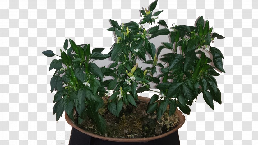 Akadama Cayenne Pepper Plant Flowerpot Chili - Fruit - Fire Transparent PNG