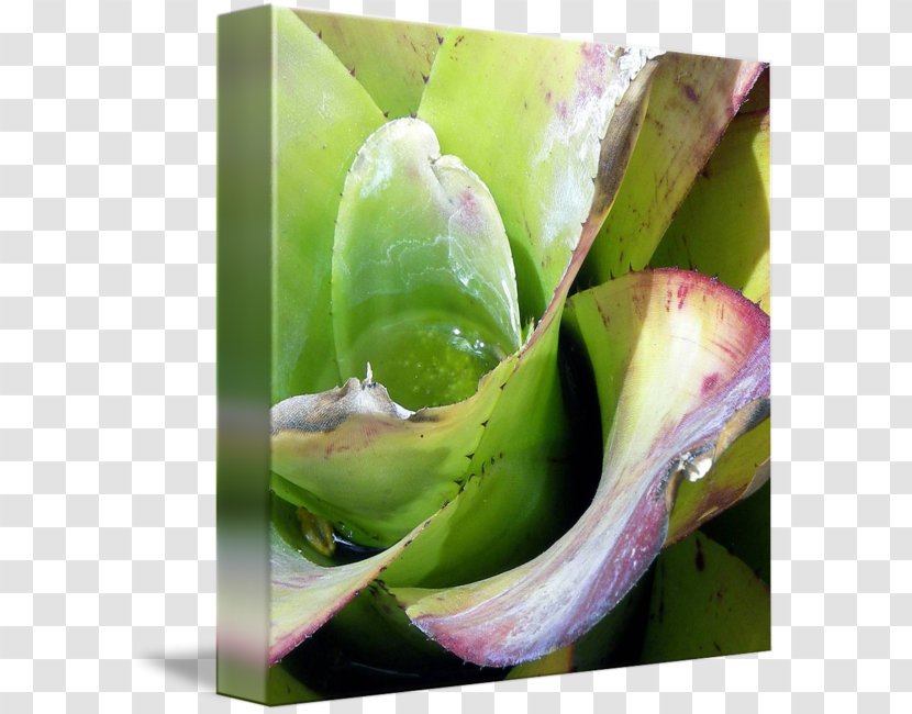 Leaf Plant Stem Bud Petal Transparent PNG