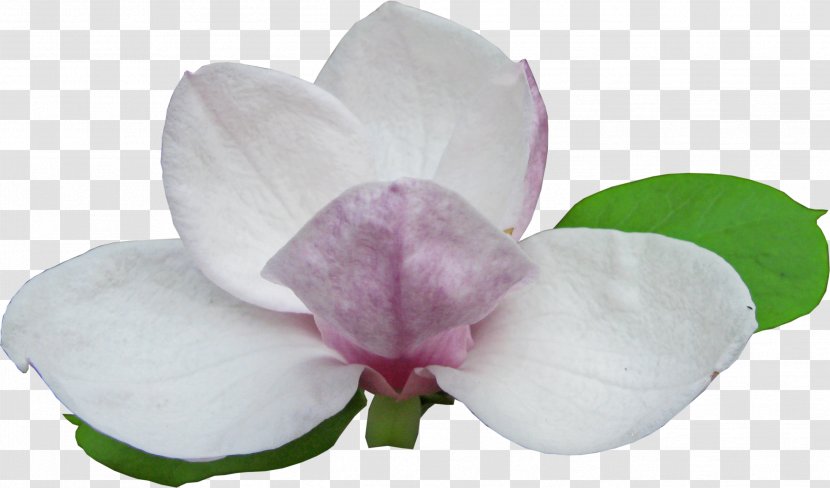 Magnolia Flowering Plant - Flower Transparent PNG