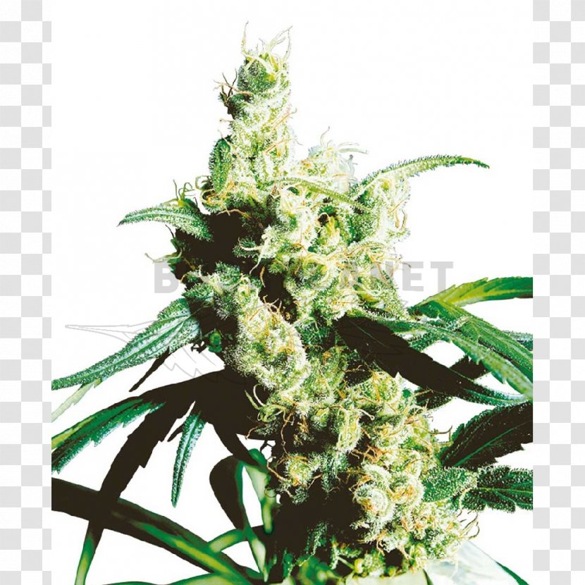 Silver Haze Sensi Seeds Autoflowering Cannabis - Skunk Transparent PNG
