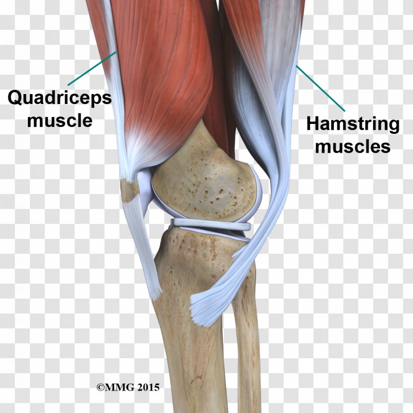 Knee Anatomy Hip Joint Shoulder Transparent PNG