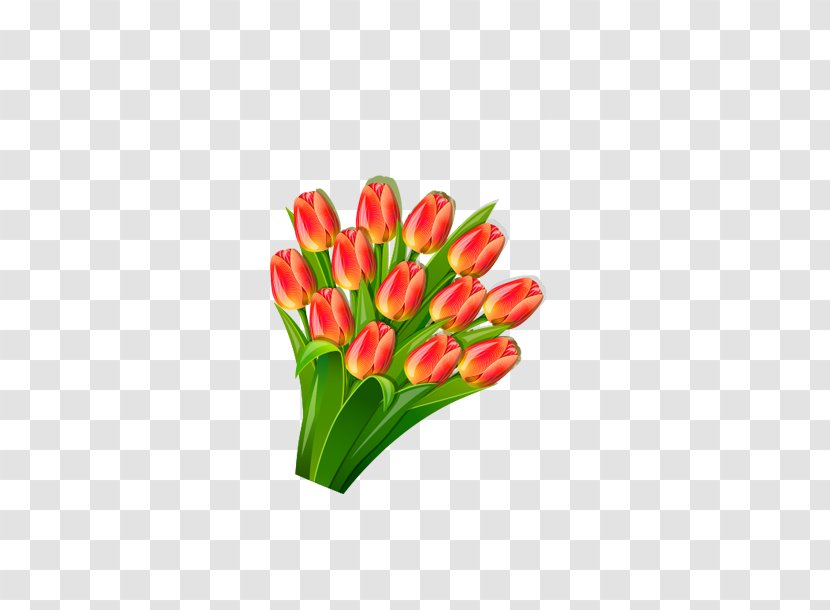 Tulip Lilium Euclidean Vector - Seed Plant - Lily Transparent PNG