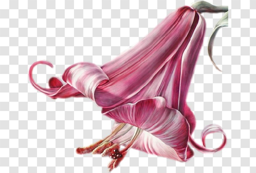 Flower Art Floral Design Lilium Transparent PNG