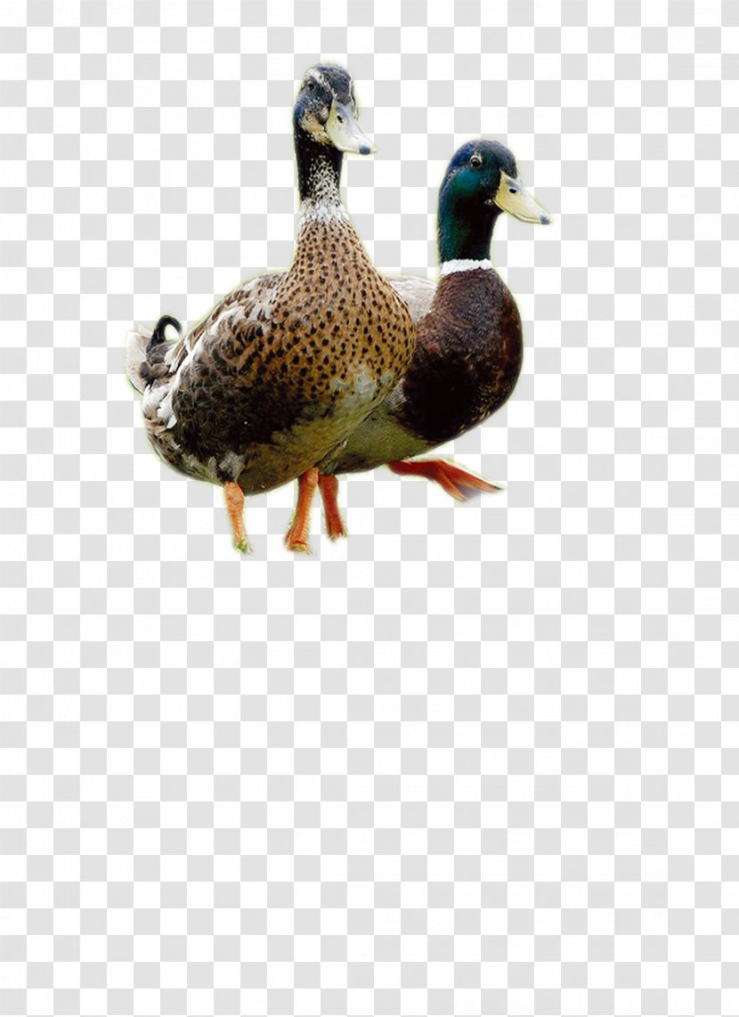 Duck Mallard - Waterfowl - Poultry Transparent PNG