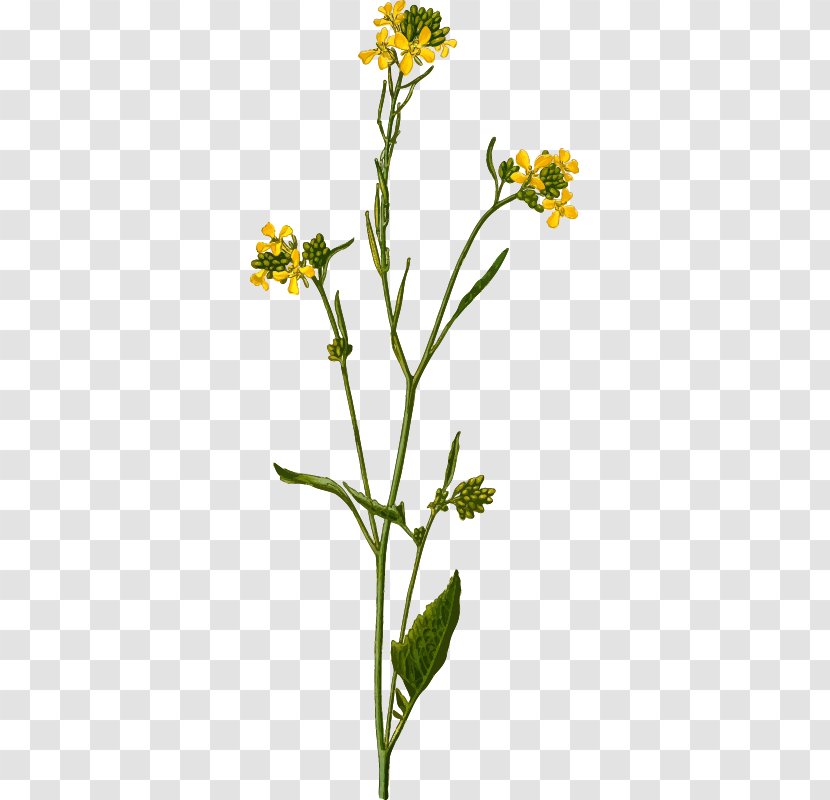 Brassica Nigra Juncea White Mustard Sinapis Arvensis - Must Cliparts Transparent PNG