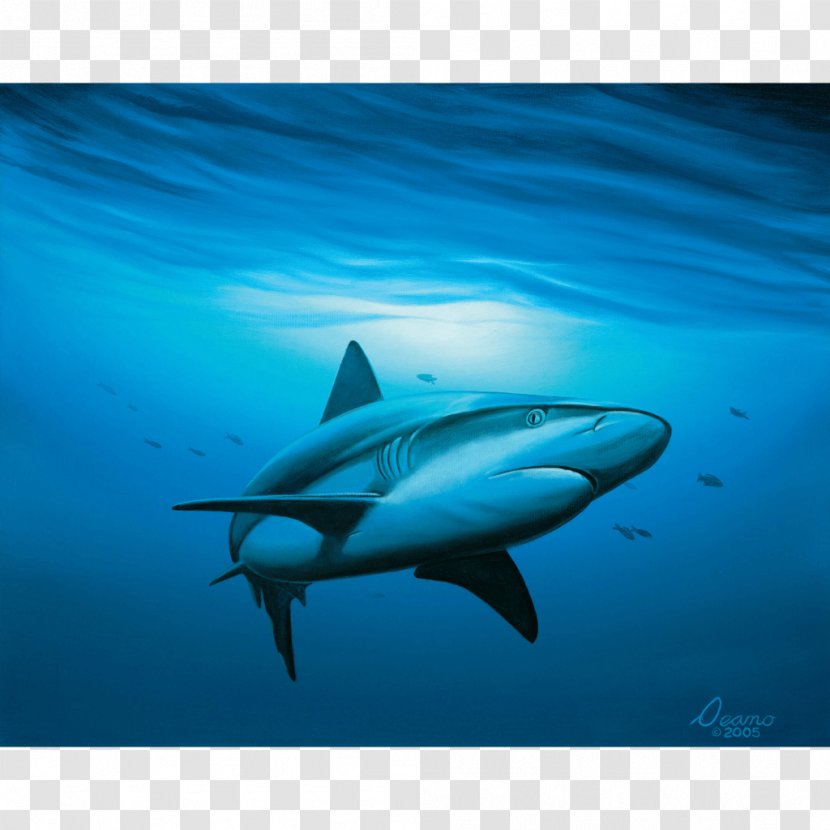 Great White Shark Tiger Canvas Print - Underwater - Big Transparent PNG