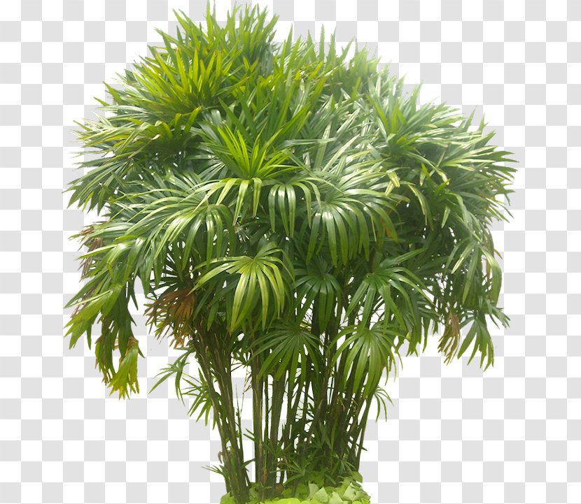 Rhapis Excelsa Arecaceae Tree Areca Palm - Humilis - Flower Tropical Transparent PNG