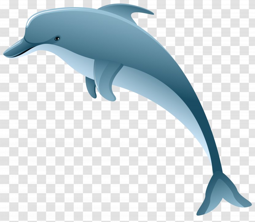 Common Bottlenose Dolphin Short-beaked Tucuxi Wholphin - Watermark Transparent PNG