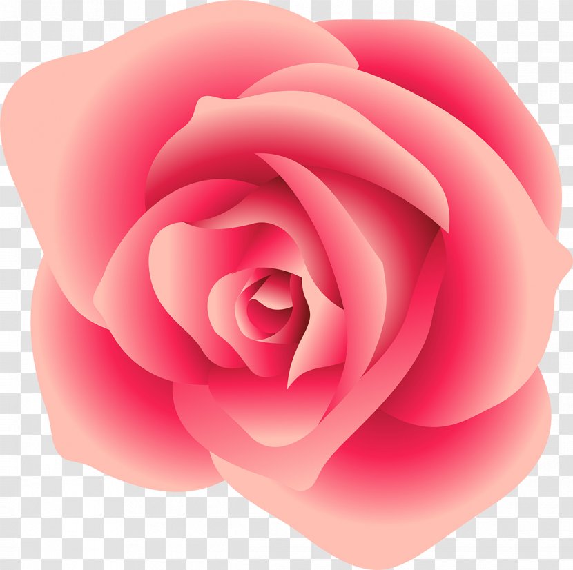 Centifolia Roses Garden Rosaceae Peach Pink - Rose Transparent PNG