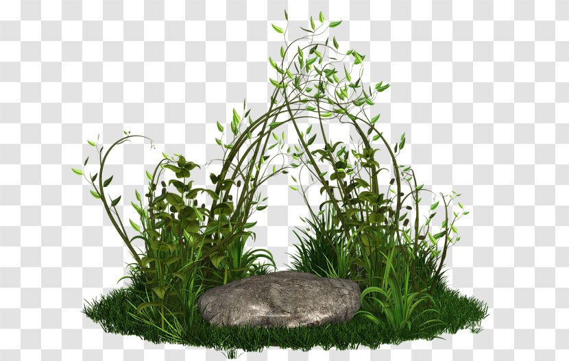 Plant Tree Grasses - Herb Transparent PNG