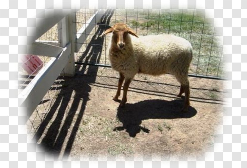 California Red Sheep XC Alpacas & Goats - Goat Transparent PNG