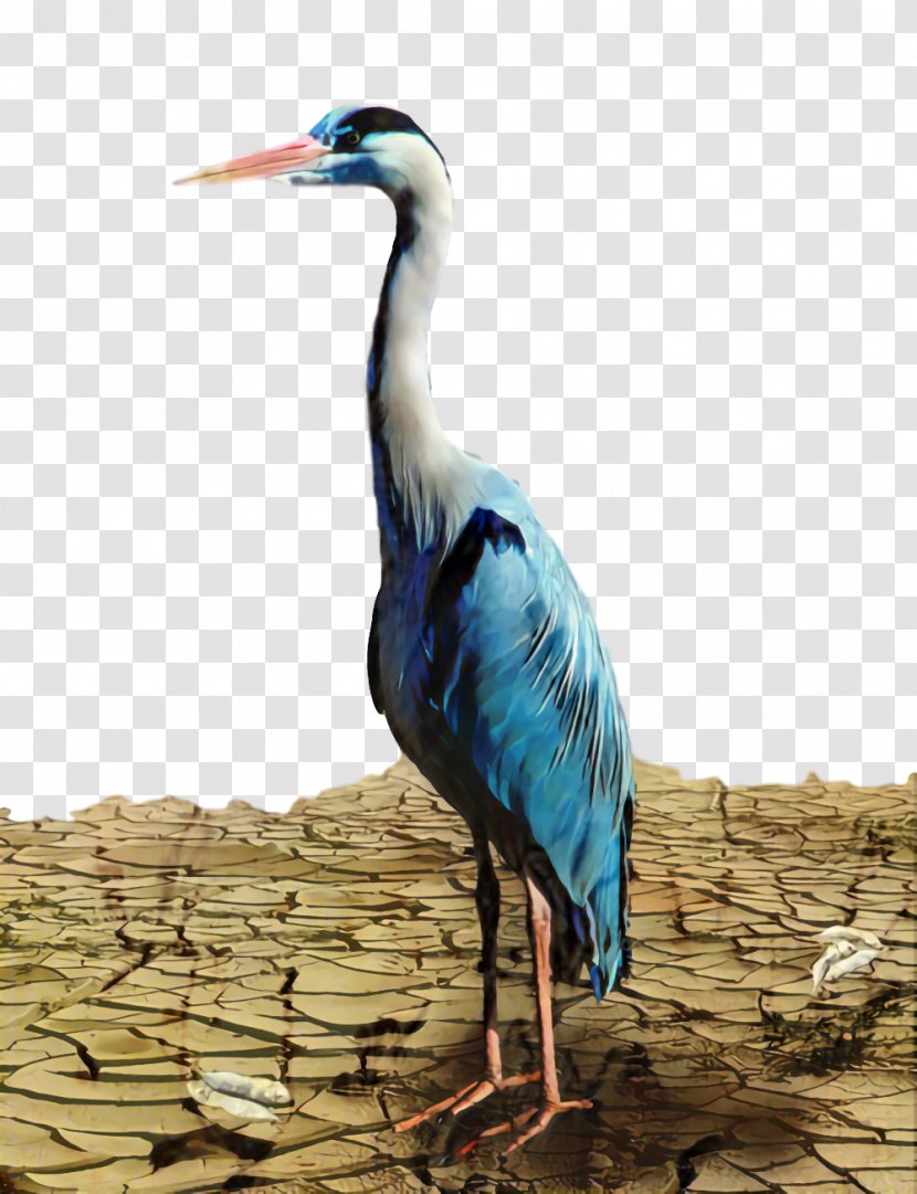 Crane Bird - Neck - Egret Seabird Transparent PNG