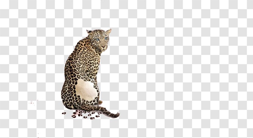 Leopard Advertising Animal Print - Black Panther - A Crouching Transparent PNG
