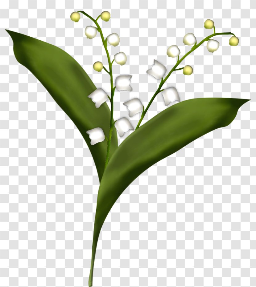 Flower Lily Of The Valley Drawing - Flora Transparent PNG