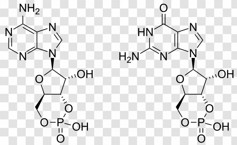Cyclic Guanosine Monophosphate Adenosine Triphosphate Transparent PNG