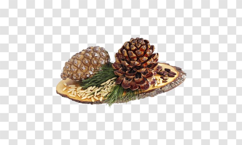 Stone Pine Conifer Cone Nut Cedar Food - Brown Transparent PNG