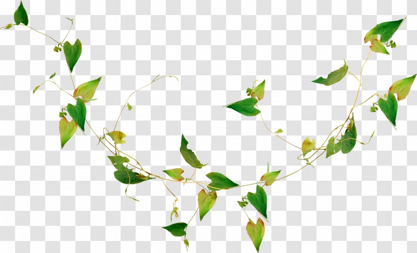 Leaf Nature Plant Render - Green Leaves Transparent PNG