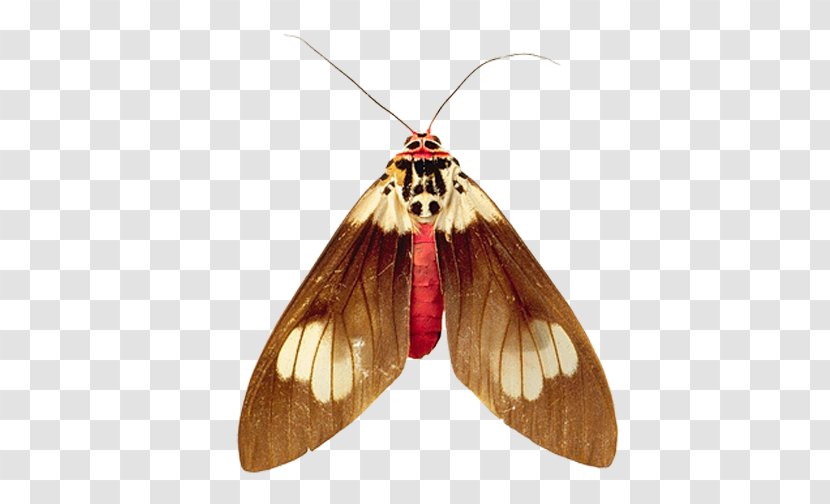 Clip Art Psd Adobe Photoshop Image - Digital - Butterfly Transparent PNG