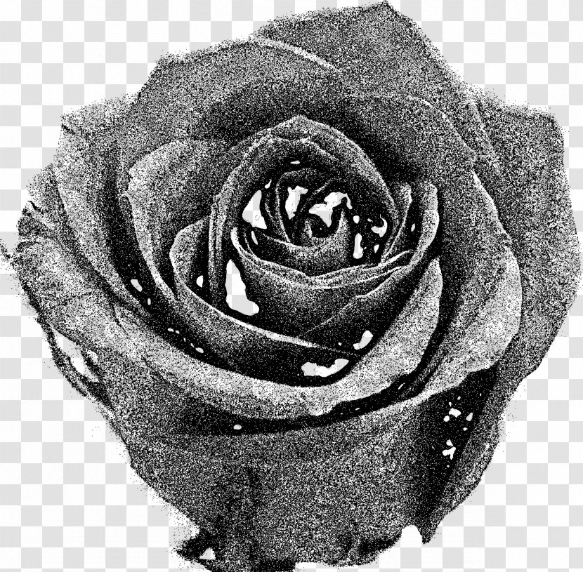 Garden Roses Black And White Clip Art - Rose Transparent PNG