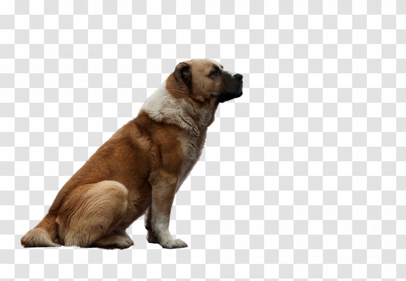 Dog Breed Central Asian Shepherd Companion Puppy Group (dog) - Like Mammal Transparent PNG