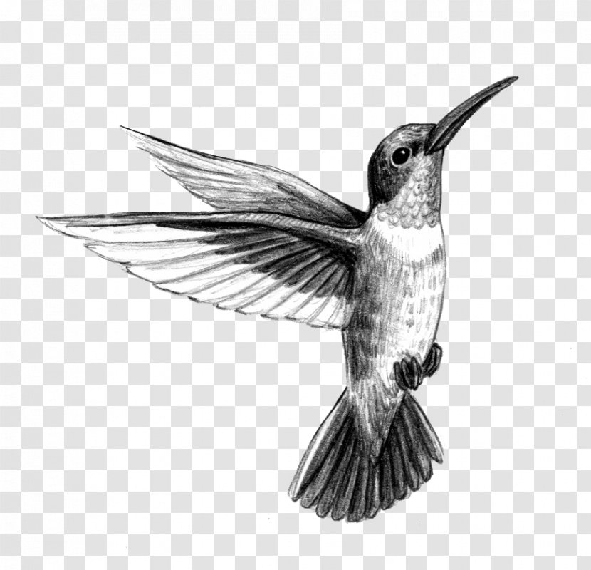 Hummingbird Tattoo Artist Black-and-gray - Drawing - Ruby-throated Transparent PNG