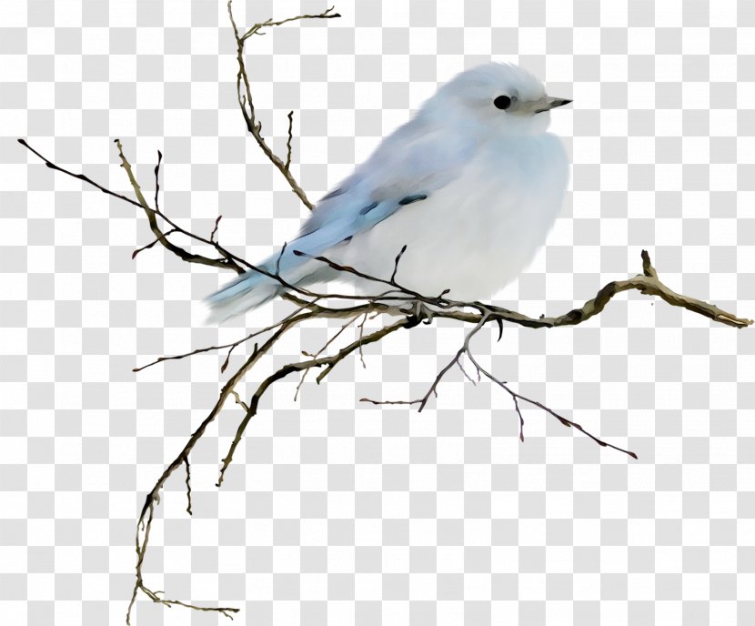 Desktop Wallpaper Bluebirds Image - Animal - Mobile Phones Transparent PNG