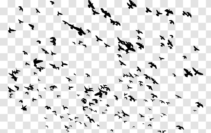 Bird Domestic Pigeon Flight Columbidae Flock - Animal Migration Transparent PNG